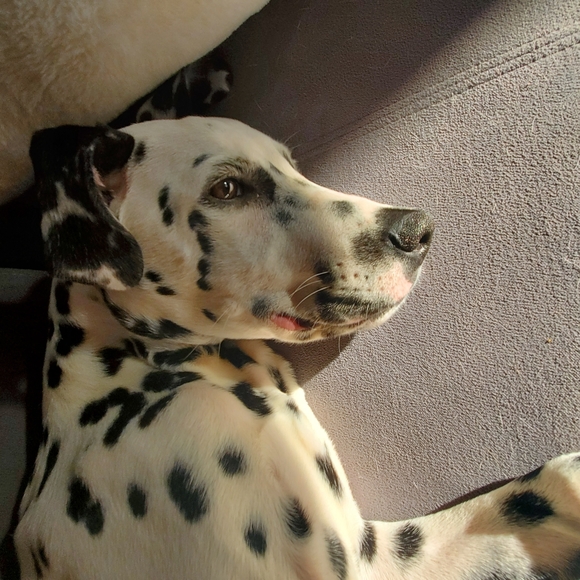 Meet Max! - Picture 10 of 14